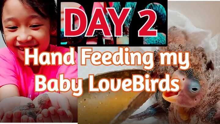 DAY 2 - Baby birds Hand Feeding and raising
