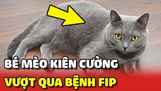 Hành trình KIÊN CƯỜNG vượt qua "CĂN BỆNH FIP" của bé mèo và bố đầy xúc động | Yêu Lu