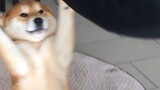 The Shiba Inu with the shortest memory on the entire network has a maximum of three seconds and no m