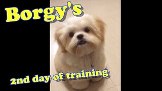 How to train a Shih tzu Puppy- Borgy's 2nd Day of Training