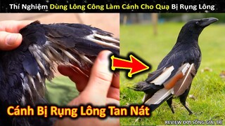 Thí Nghiệm Dùng Lông Công Làm Cánh Cho Chú Quạ Không Thể Bay Vì Bệnh Lạ || Review Giải Trí Đời Sống