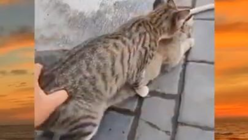 YANG PUNYA KUCING GAK ADA OTAK!!!!#memes #meme sesat