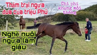 Thăm trại ngựa đua của triệu phú pháp/thôn quê nước pháp/Cuộc sống pháp/nghề nuôi ngựa đua ở pháp