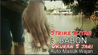 Strike Kitan Babon Ukuran 5 Jari Auto Masuk Wajan