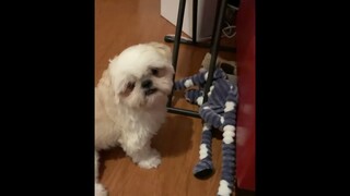 Get Foxy! | Cute & Funny Shih Tzu Dog Raw Video