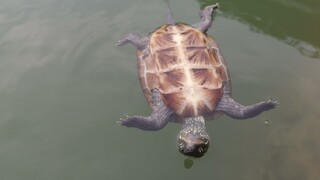 又是和乌龟野泳的一天