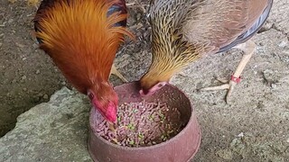 pullet from oliver gf (thunderbird raffle winner)