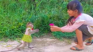 Most Precious Moment!! Amazing tiny Toto walking to get the flower from her sister with a deep love