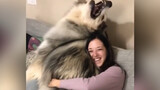 [Video Anjing] Aku Benar-benar Mencintai Anjing!