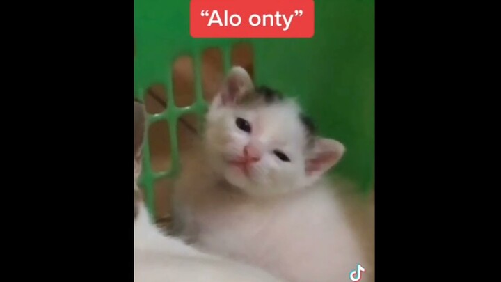 Kumpulan kucing lucu😹 funny cats
