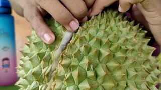 Tutorial belah duren siang hari