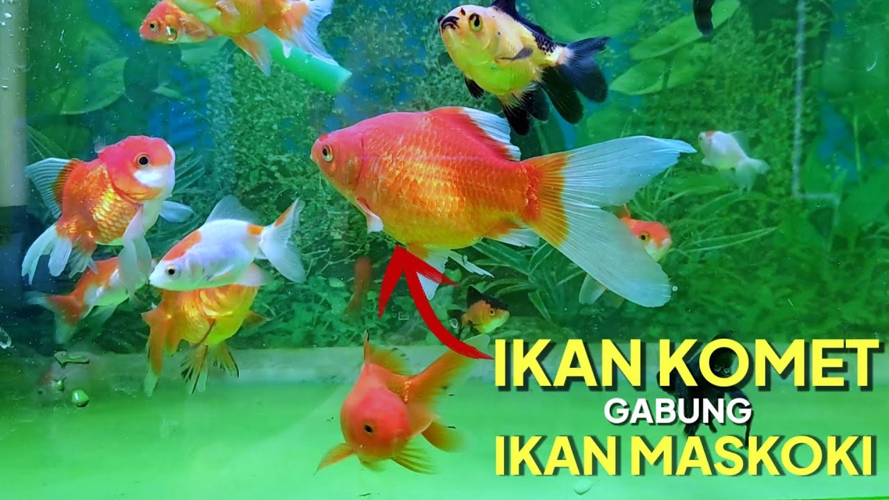 Ikan Komet Tercantik