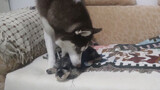 Husky dan Border Collie dengan Anak Anjing, Perbedaannya sangat Jelas!