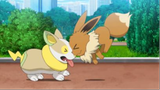 Khi pokemon đấu với thú cưng của bạn !Eevee Cute Moments
