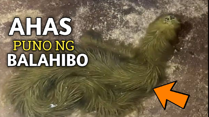 KAKAIBANG AHAS NA PUNO NG BALAHIBO VIRAL NGAYON