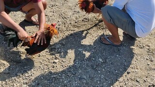 yellow legged hatch vs allen round head hatch