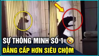 Tổng hợp tình huống 'HÀI ĐỘNG VẬT' hài hước nhất thế giới P19 | Góc Lầy Lội