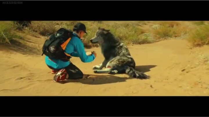 10000 Miles | Man saves wolf, Wolf saves man in return