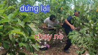 Tư Cà Khịa Đột Nhập Vườn Ổi Ăn Thoải Mái Bị Rượt Te Tua