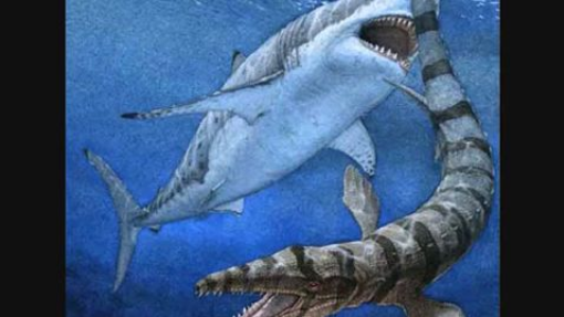 The Megalodon Shark