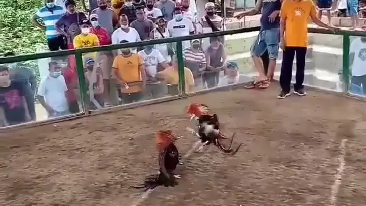 Sabong King 9 Draw Black Rooster Bilibili