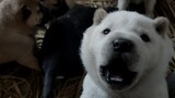 [Animal] Puppies | Good Watchdogs