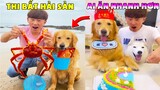 Thú Cưng Vlog | Gia Đình Gâu Đần #2 | Chó Golden thông minh vui nhộn | Smart dog funny pets
