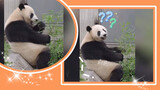 Panda can understand Sichuan? Panda gets criticised for being wasteful while eating, looks stunned