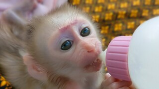 Falls in love!! Wow so adorable when tiny Luca is drinking milk