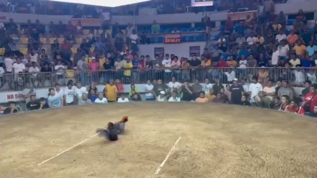 3 Cocks Derby @galleria Cebu    full brother Lemon84 x raptor sweater - First Fight 3/1