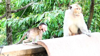 Bean Baby Tries Harder To Play With Big Male Monkey