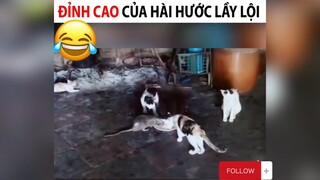 Đỉnh cao của sự lầy lội#2