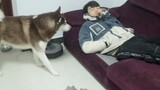Chủ nhân ngủ ngậm xúc xích trong miệng, liệu Husky có dám ăn không?