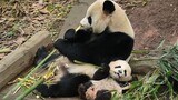 Heartwarming Scene of Big Panda and Small Panda Eating Together