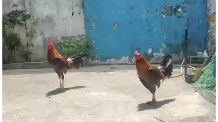 Unang bitaw