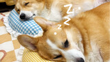 Benar saja, bantal yang terbuat dari bulu anjingku sendiri membuatku tidur nyenyak~