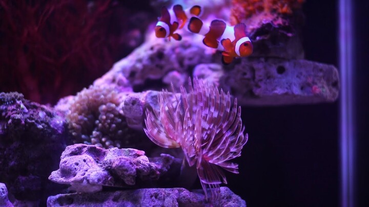 Nano Reef Tank Setup | Episode 2 Adding corals and fish