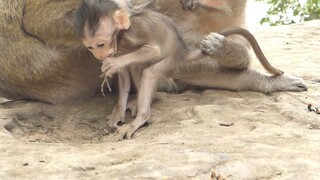 What Charlee Eating?? Why Mom Don't Care Baby, Adorable Monkey Charlee Videos