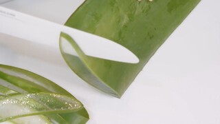 [Kuliner] Makan Aloe Vera