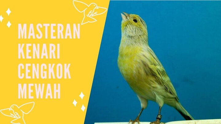 Masteran Kenari Durasi Panjang Cengkok Mewah Full Isian (AUDIO JERNIH) 🐤🔥