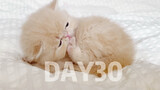 [Động vật] Chú mèo nhỏ của Garfield chào đời - Trăng rằm kỷ lục ~