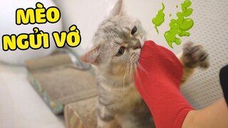 Mèo đã tức giận khi NGỬI VỚ của mình!  | The Happy Pets #58