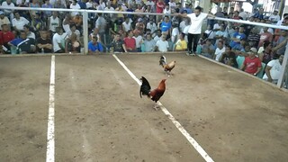 dumaguete fiesta 5stag/cock elim.1st fight Win.BANILAD FARM