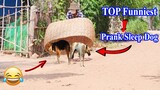 [Best Funny Video] Basket vs Prank Sleep Dog - Very Funny moment 😂 🤣