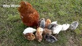 Peliharaan Imut-Vlog Ayam Betina yang Menjaga Anaknya
