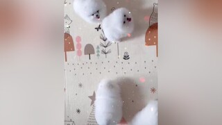 Phốc sóc mini nguyenkienpom phocsoc chó chó_cưng pomeranian