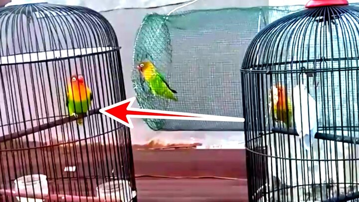 beginilah caranya melatih lovebird agar mau ngekek