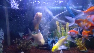 Aquarium