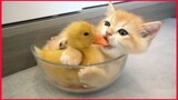 Kitten Hugged Little Duck Tightly, Because He Afraid The She'll Leave.