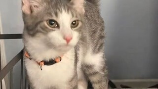 cute cat